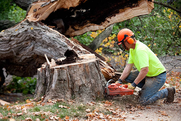 Trusted Cypress, CA Tree Service Experts